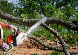 Lawn Renovation and Restoration in Dutch Island, GA