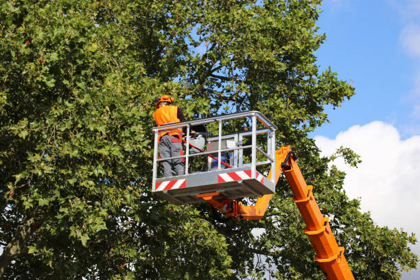 Reliable Dutch Island, GA  Tree Services Solutions