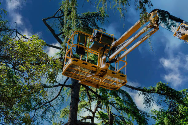 How Our Tree Care Process Works  in  Dutch Island, GA